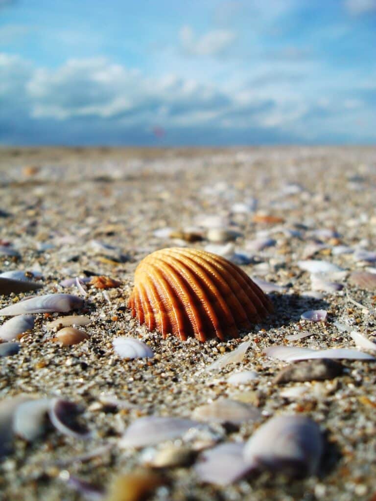 beach, seashell, sand-1264834.jpg