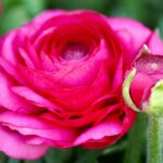 flower, red, blossom-7904195.jpg